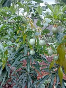 Makele green kitchen garden 1