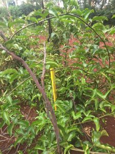 Makele green kitchen garden 2