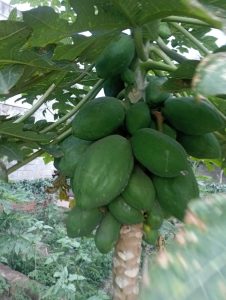 Makele green kitchen garden 3